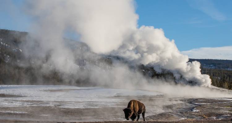 Bisonte pastando cerca de un campo de géiseres humeantes bajo un cielo azul.