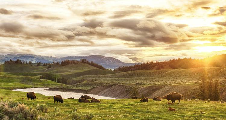 Yellowstone / Grand Teton 4 jours / 3 nuits d'aventure pour la faune et la flore - BrushBuck Wildlife Tours 8