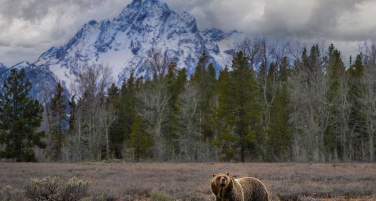 Yellowstone / Grand Teton 4 jours / 3 nuits d'aventure pour la faune et la flore - BrushBuck Wildlife Tours 2