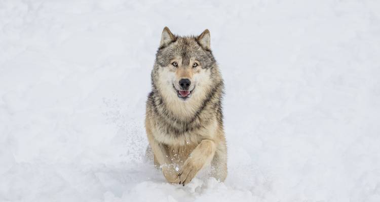 Loup courant de front à travers la neige profonde, flocons de neige voltigeant autour.