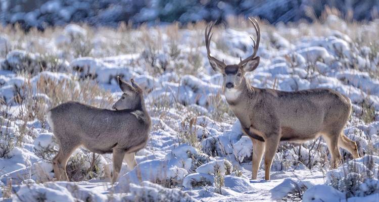 Deux cerfs mulets se tiennent en alerte parmi les herbes et broussailles couvertes de neige.