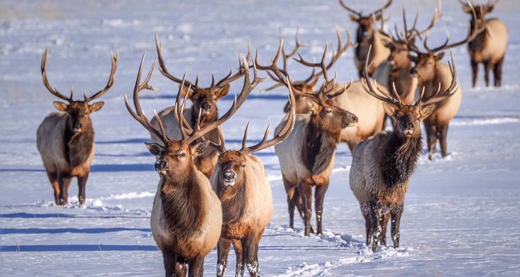 Grand troupeau d'élans aux bois impressionnants traversant une prairie enneigée.