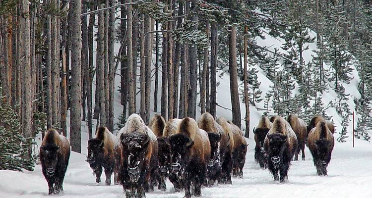 Une colonne de bisons marche sur une route forestière enneigée bordée de grands pins.