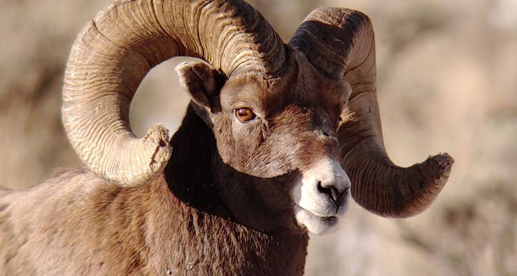 Portrait rapproché d'un bélier mouflon mature aux cornes majestueuses recourbées.