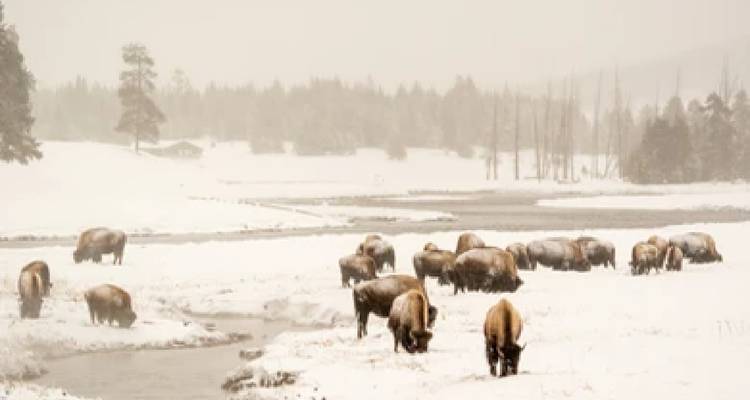 Un troupeau de bisons broute tranquillement le long d'une rivière enneigée sous un ciel brumeux.