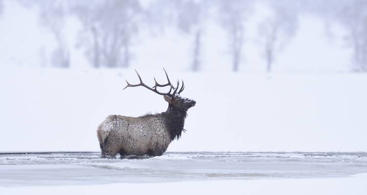 Un élan mâle avec de grandes ramures se dresse dans une rivière glacée entourée de rives enneigées.