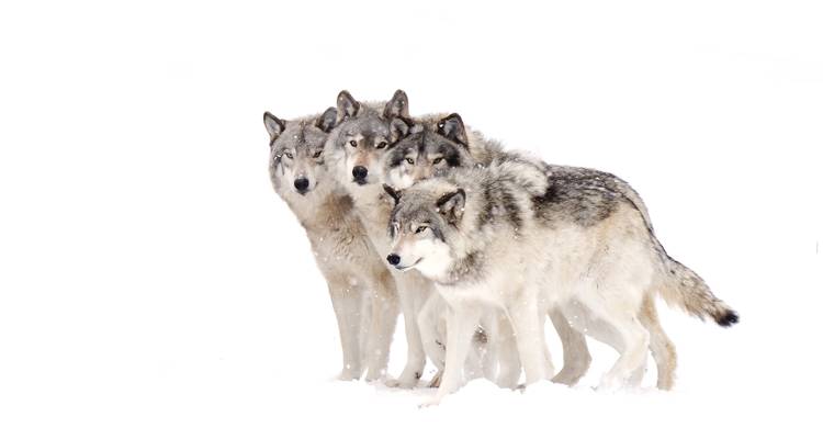 Meute de quatre loups étroitement regroupés sur un fond de neige blanche immaculée.