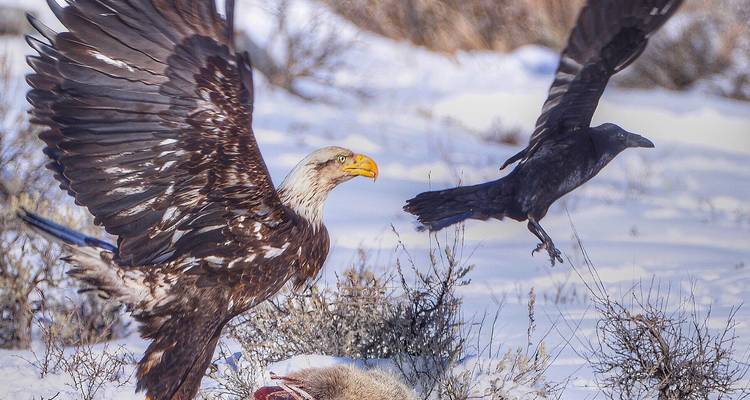 Aigle à tête blanche et corbeau se disputent une proie dans un champ enneigé.