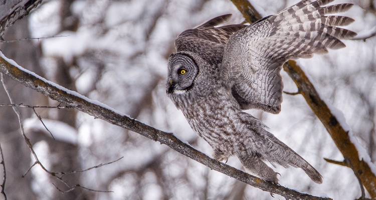 Le grand-duc de Laponie déploie ses ailes tout en étant perché sur une branche enneigée.