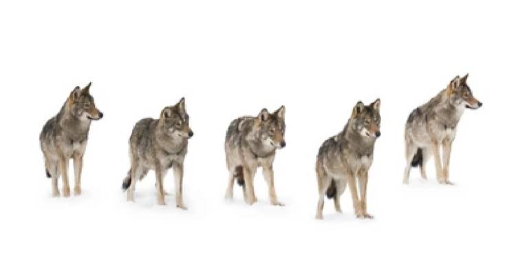 Cinq loups isolés sur un fond blanc pur en séquence de profil.