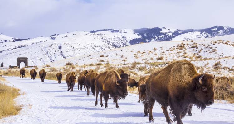 Une longue file de bisons se promène le long d'une route enneigée avec l'arche Roosevelt visible au loin.