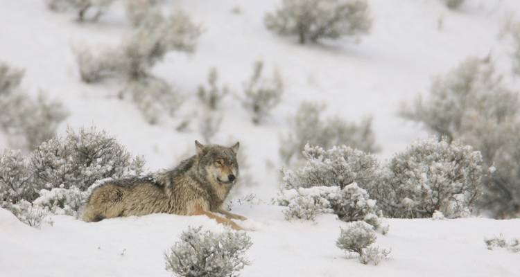Loup gris couché dans l'armoise enneigée avec une douce lumière hivernale.