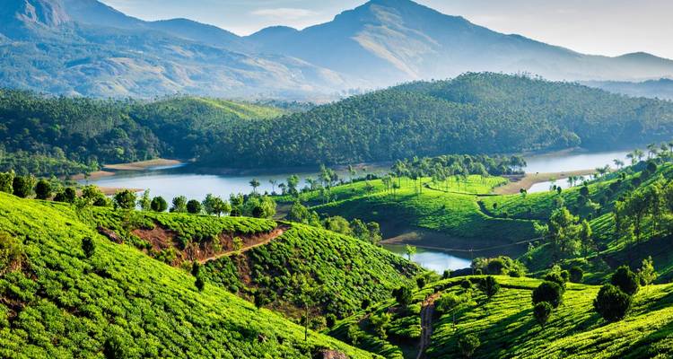 Lush green tea plantations with a mountainous backdrop.