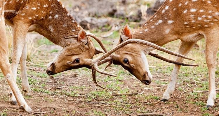 Bandhavgarh with Taj Mahal - Holidays At 3