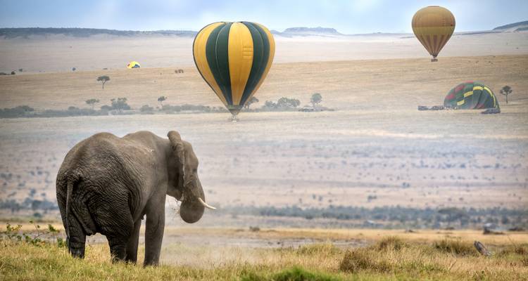 Elephant on the savannah with hot air balloons in the background.