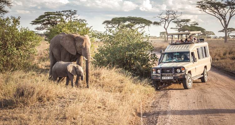 Safari vehicle observing elephants in an open plain.