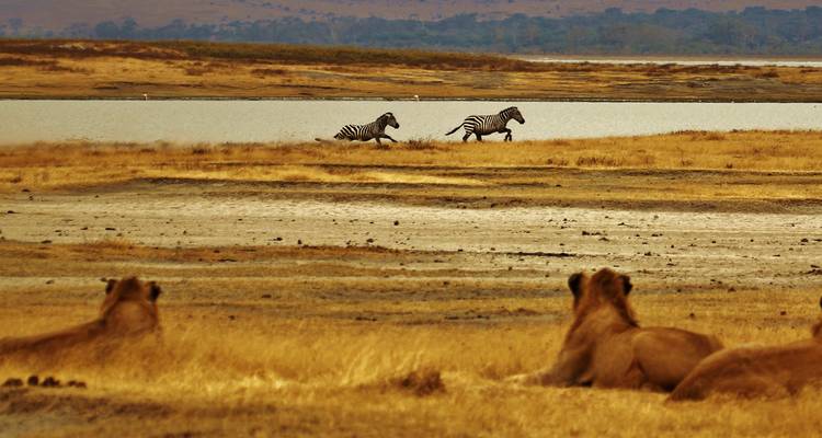 5 Days Serengeti Migration - Youth Adventures & Safaris 7