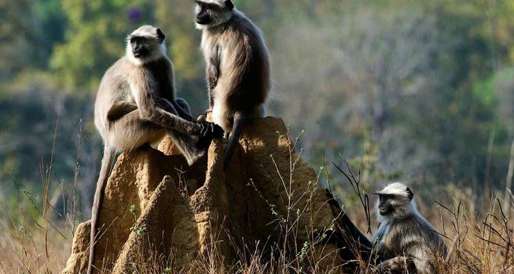 Circuit photographique des tigres en Inde - Holidays At 2