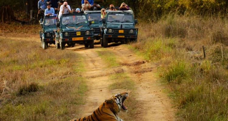 Circuit photographique des tigres en Inde - Holidays At 6