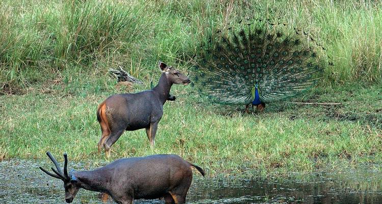 Circuit photographique des tigres en Inde - Holidays At 7