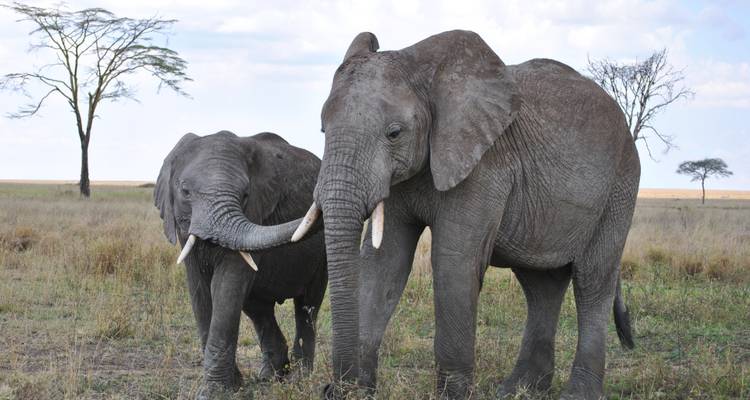 Two elephants interacting on the savannah, surrounded by grasslands.