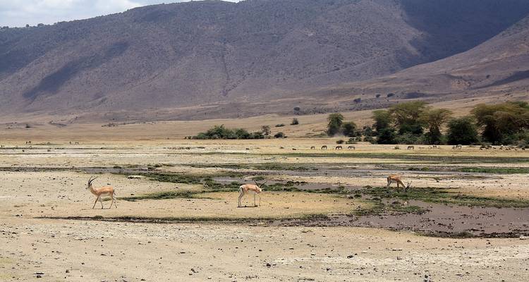 Wide open savannah landscape with sparse trees and grazing animals.