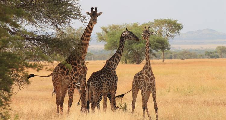 Three giraffes standing on grassy plains with distant trees.