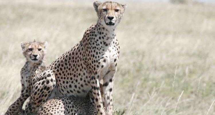 A cheetah and its cub resting in grasslands, typical of an African savannah.