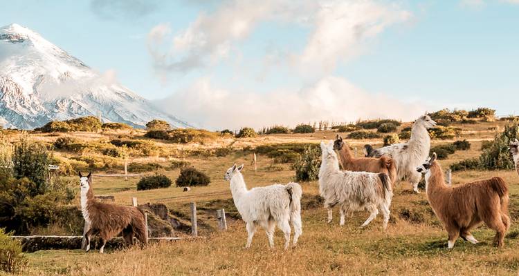 Altiplano de Ecuador - Intrepid Travel 7