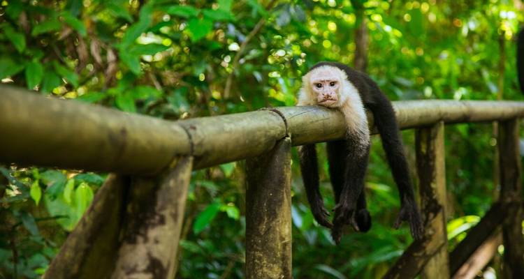 Le meilleur du Costa Rica - Intrepid Travel 4