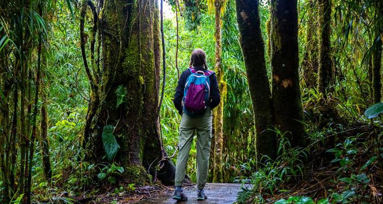 Persona parada en un denso bosque verde.