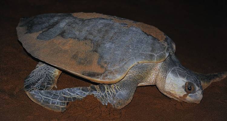 Seeschildkröte, die über dunklen Sand kriecht, wobei ihre Schale teilweise von Körnern bedeckt ist.