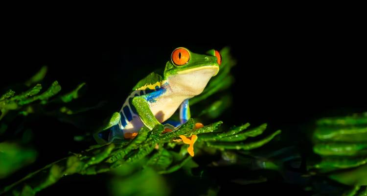 Lebhafter rotäugiger Laubfrosch, der gegen einen dunklen Hintergrund beleuchtet ist und auf glänzend grünen Blättern sitzt.