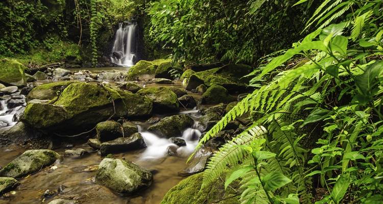 Una cascada serena en un entorno de bosque verde y exuberante con rocas en primer plano.