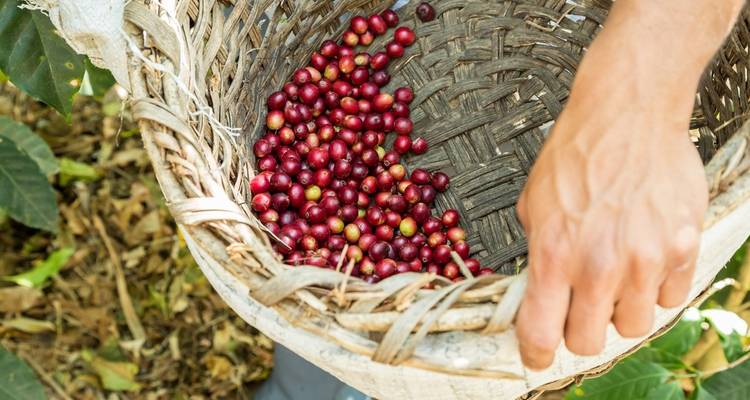 Una mano sosteniendo una canasta de bayas rojas en un entorno natural.