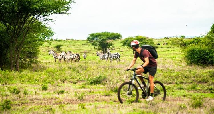Ciclista cerca de cebras en un paisaje verde.
