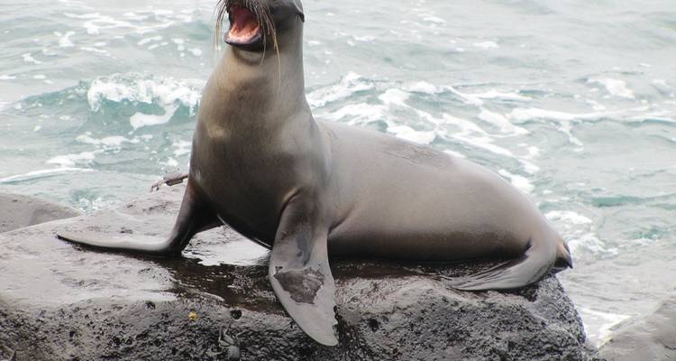 Galápagos - Îles du Nord et centrales à bord de l'Eden - G Adventures 6