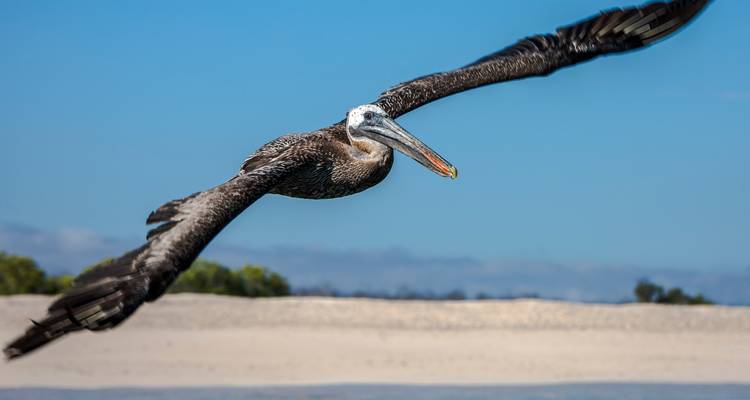 Galápagos - Îles du Nord, du Centre et du Sud à bord de l'Eden - G Adventures 2