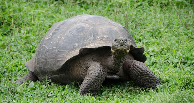 Galápagos - Islas orientales, centrales y occidentales a bordo del Edén - G Adventures 4