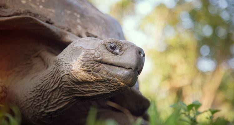 Retrato en primer plano de una gigantesca tortuga de Galápagos rodeada de suave follaje verde.