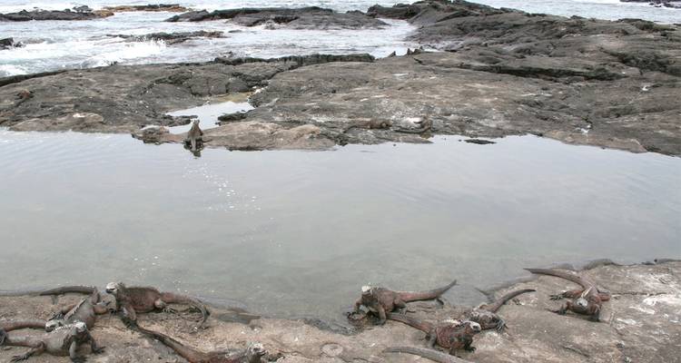 Orilla rocosa con piscina de marea habitada por numerosas iguanas marinas junto a olas que rompen.