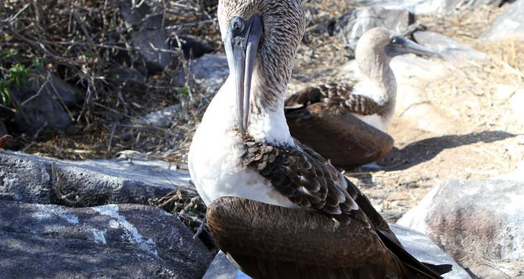 Primer plano de un ave boobies marrón y blanco parada en rocas volcánicas con otra desenfocada de fondo.