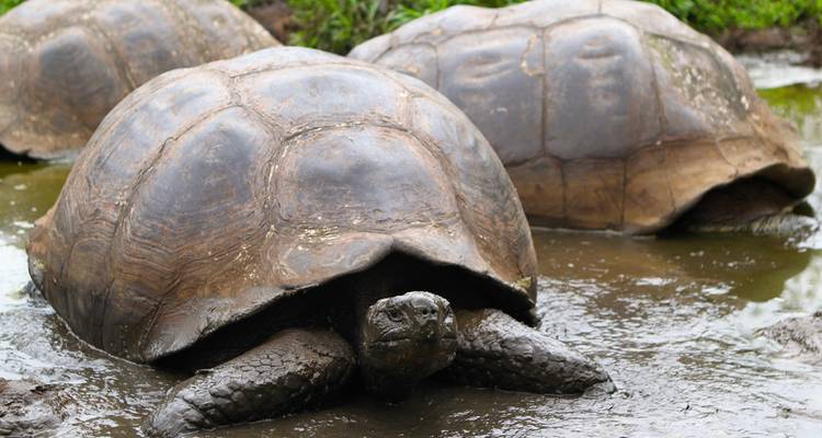 Grandes tortugas gigantes de Galápagos sumergidas en un charco lodoso rodeado de vegetación.
