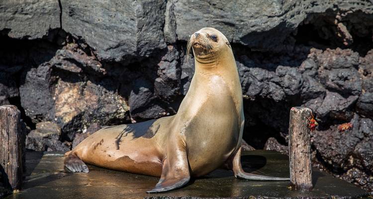 Galápagos - Islas orientales, centrales y occidentales a bordo del Edén - G Adventures 2