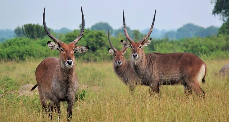7D/6N Primate Uganda Safari - Pita Safaris 10