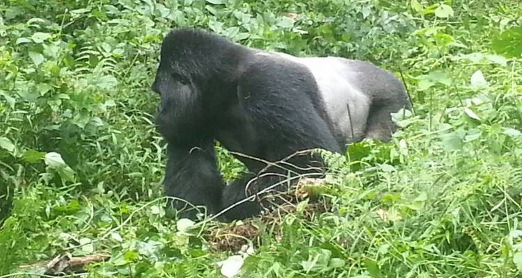 7D/6N Primate Uganda Safari - Pita Safaris 2