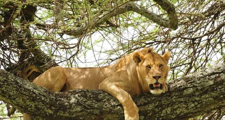 7D/6N Primate Uganda Safari - Pita Safaris 4