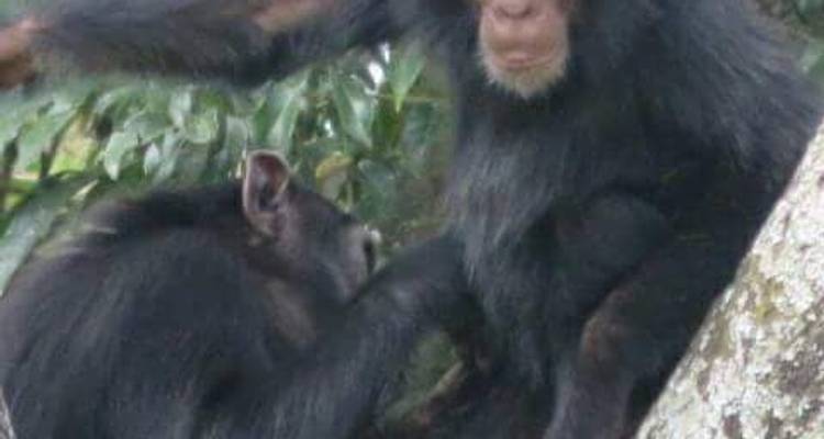 7D/6N Primate Uganda Safari - Pita Safaris 6