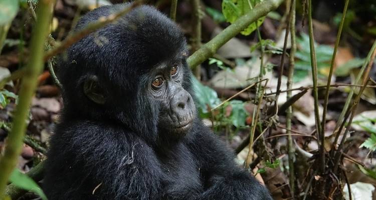 Safari des primates en Ouganda - 7 jours/6 nuits - Pita Safaris 10