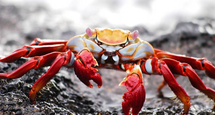 Galápagos - islas occidentales y centrales a bordo del Edén - G Adventures 4